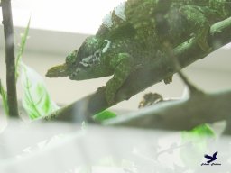 Tiergarten Schönbrunn am 20.10.2025